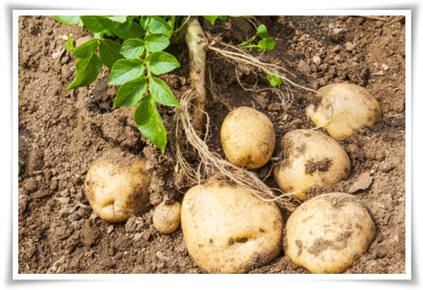 텃밭관리 &quot;2월~3월 감자 심기&quot; 슬기로운 전원생활 완벽 가이드!