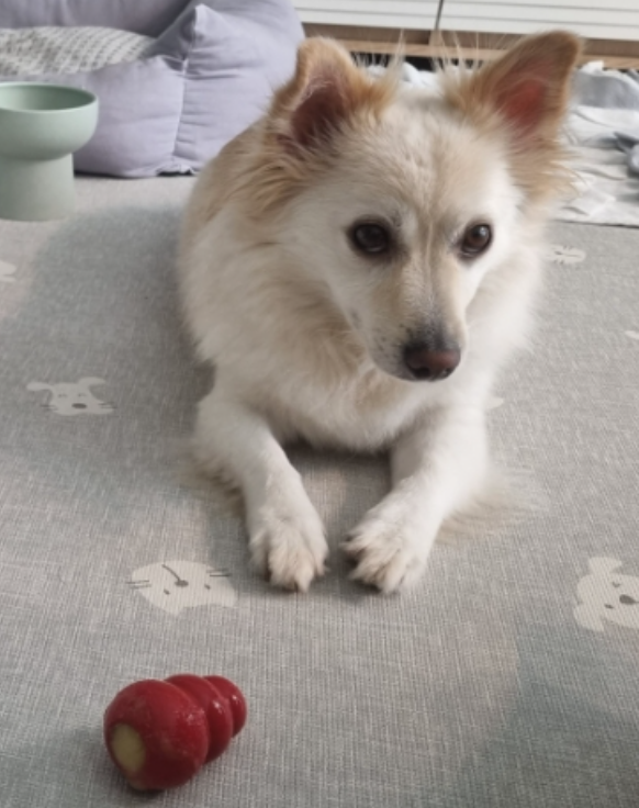 강아지 장난감 추천