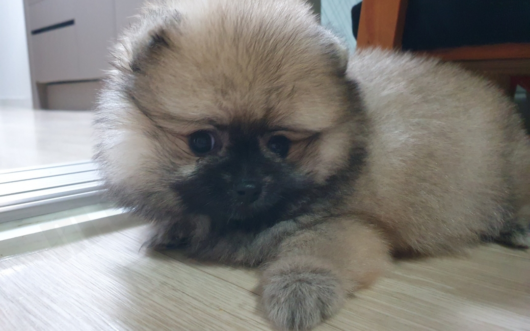 2개월 세이블 포메라니안