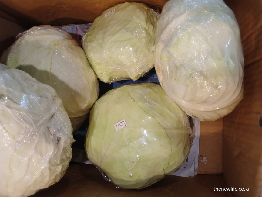 식후 혈당 낮추는데 도움이 되는 저당지수 양배추