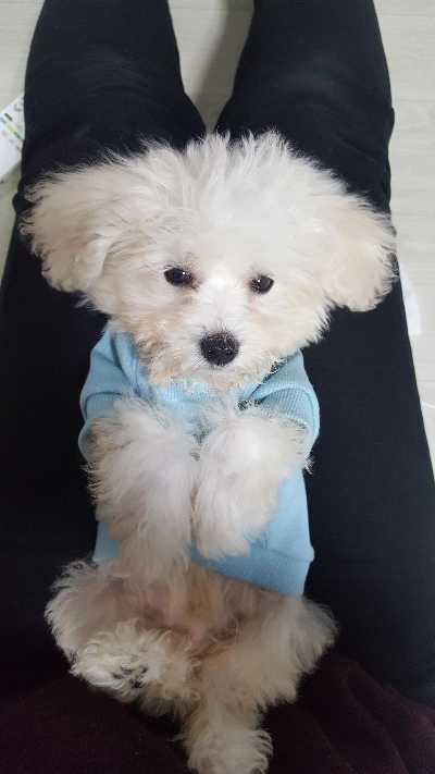 강아지 간식은 얼마나 줘야 할까? 급여할 때 알아둘 점
