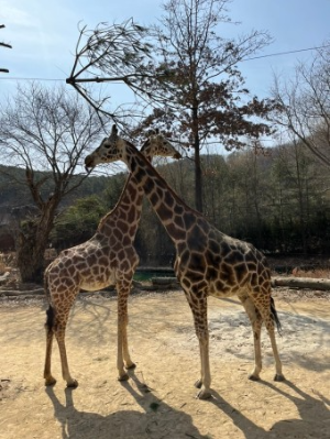에버랜드 연간회원권