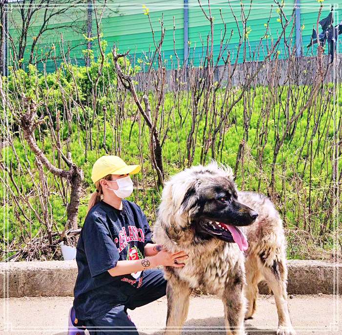 생생정보 반려견 출장목욕, 위탁목욕, 위생미용, 엉킴털, 죽은털, 이중모, 사해머드팩케어, 입질 소개 방송