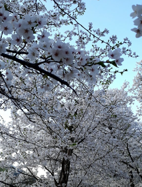 대성리 벚쫓나무길