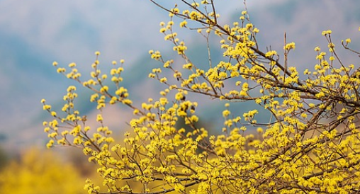 구례 산수유축제