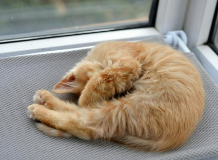 고양이 자세 의미 숨겨진 비밀 신호 5가지 파악하기