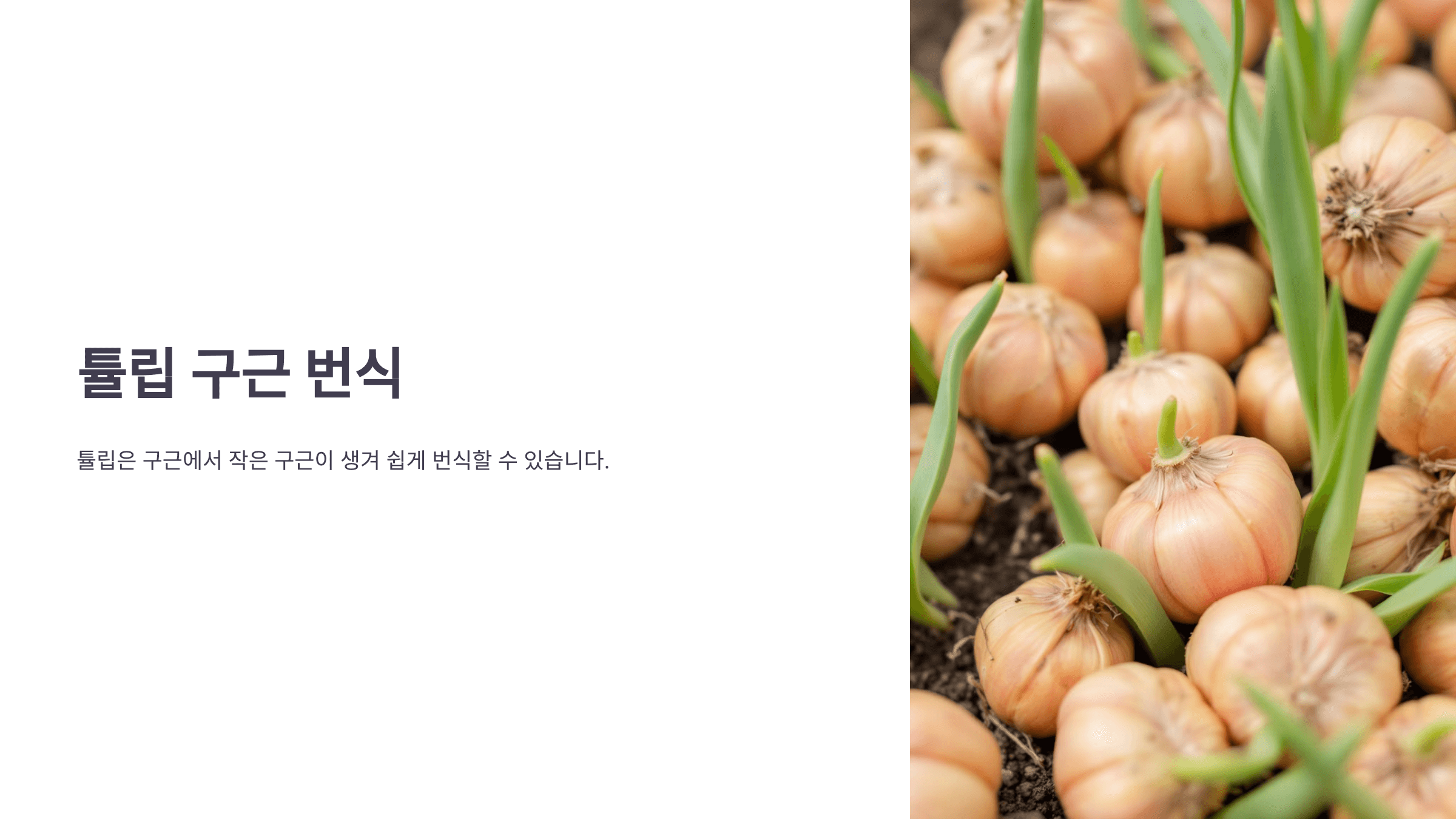 튤립과 관련된 사진입니다.