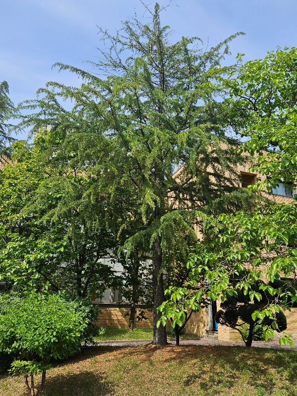 개잎갈나무 수형