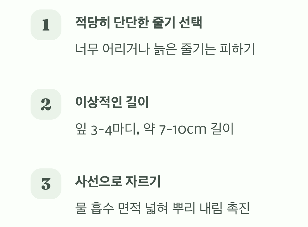 '건강한 줄기' 고르는 눈썰미