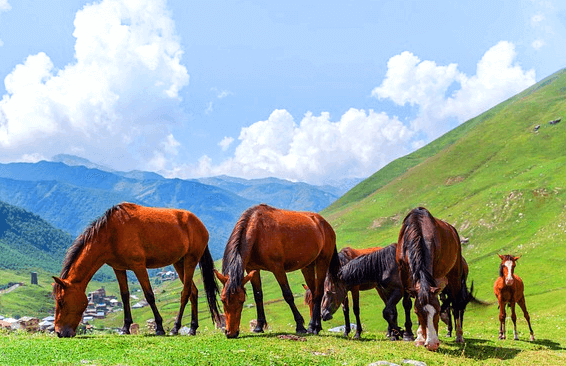 푸른 들판에 갈색말 6마리가 서서 풀을 뜯어먹고 있다.
