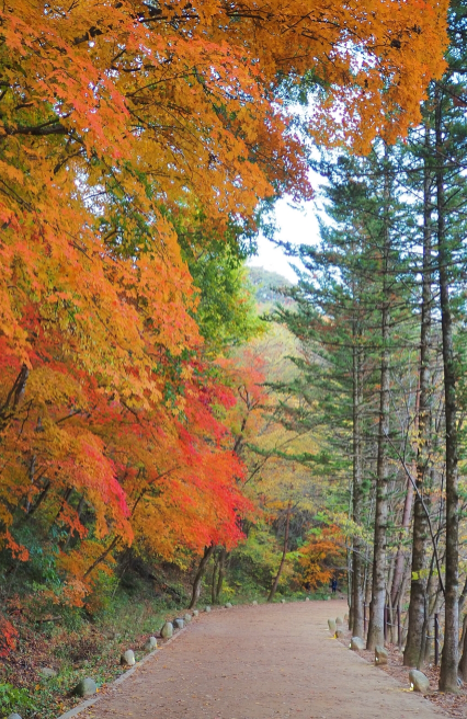 오대산 월정사 이미지1