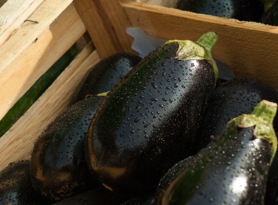 가을가지의효능및보관방법