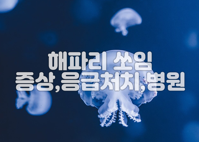 해파리 이미지4
