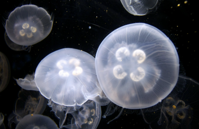 해파리에 쏘였을 때 대처법 경험담과 응급처치 방법