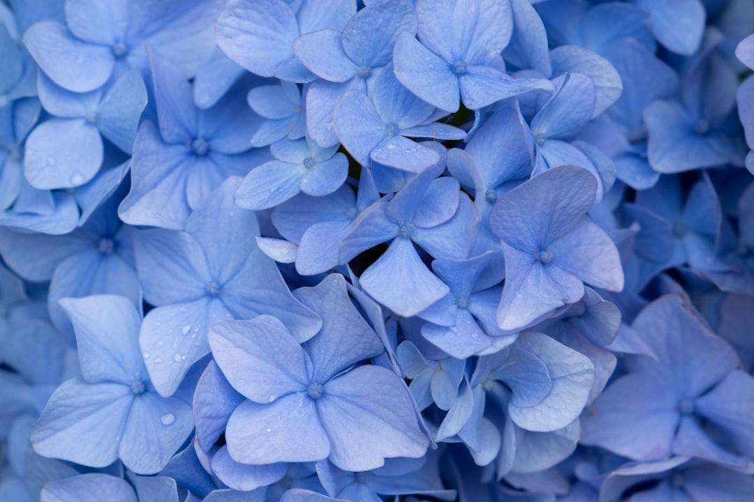 Hydrangea