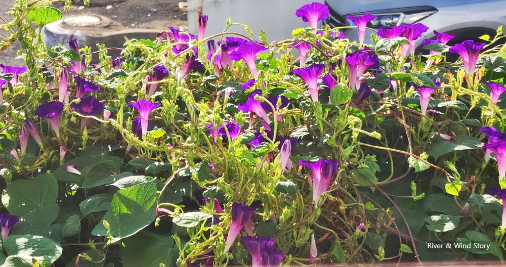 보라빛 나팔꽃 Morning Glory