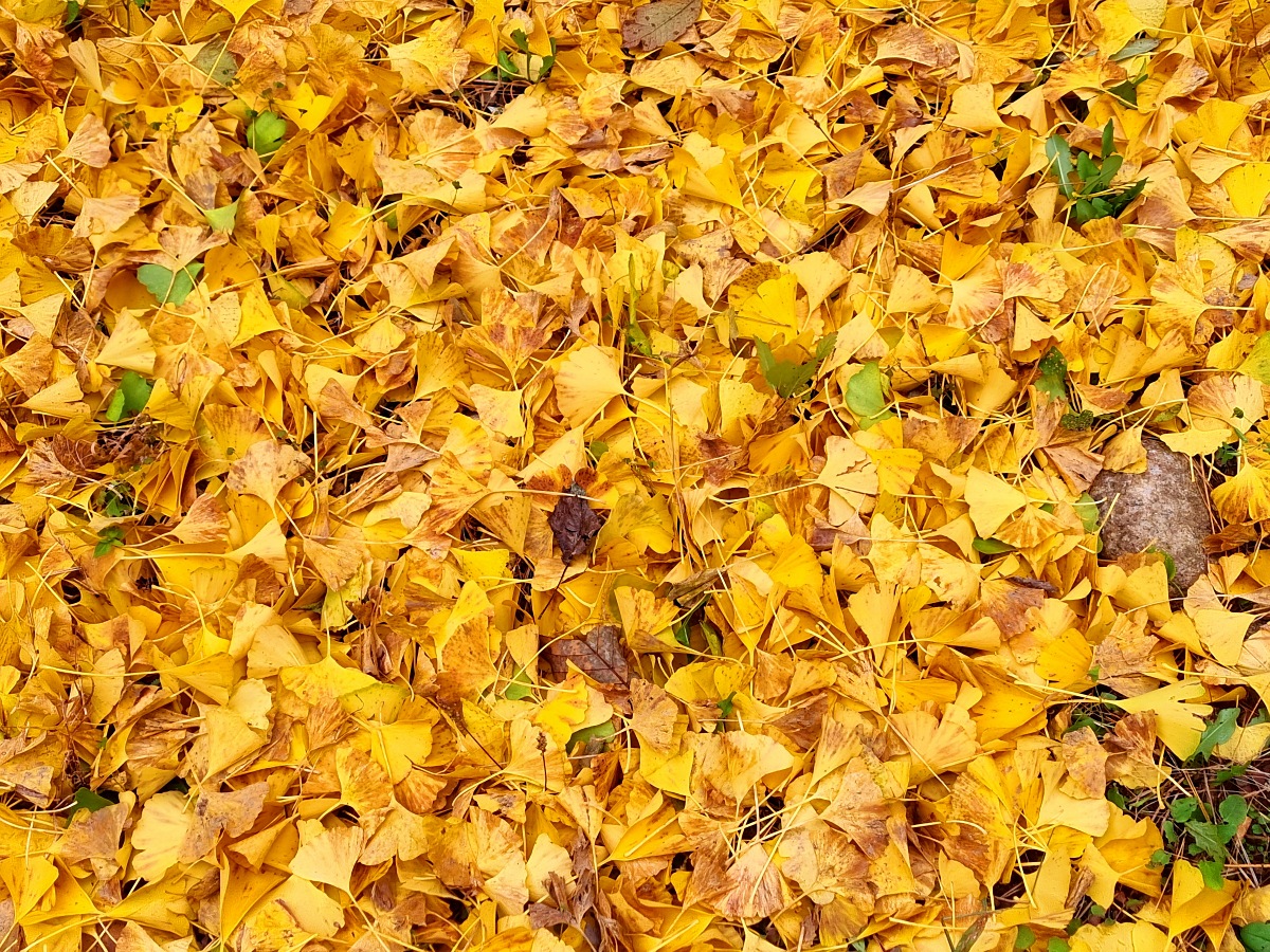 강원도 홍천 은행나무숲 방문 후기(10.23.): 단풍 확인 팁, 먹거리, 숙박