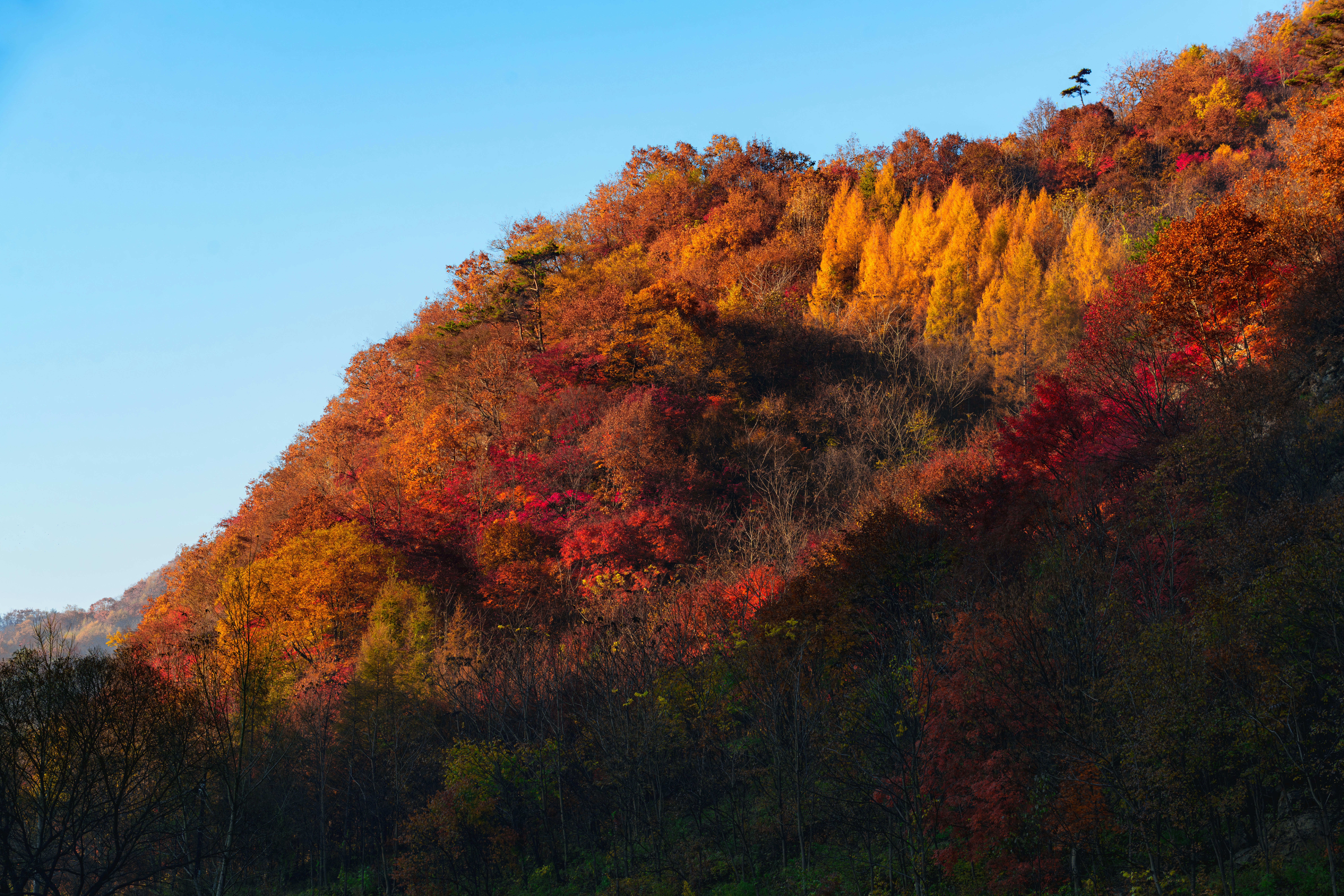 산 능선에 따라 물든 가을 단풍 풍경