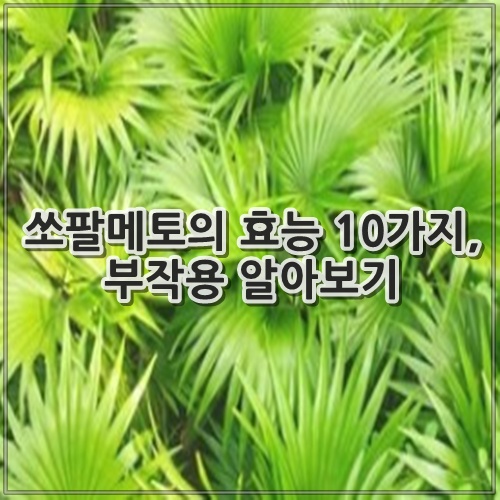 쏘팔메토의 효능, 부작용 알아보기