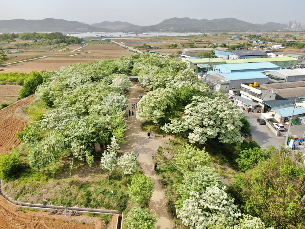 달성군 옥포읍 이팝나무 군락지