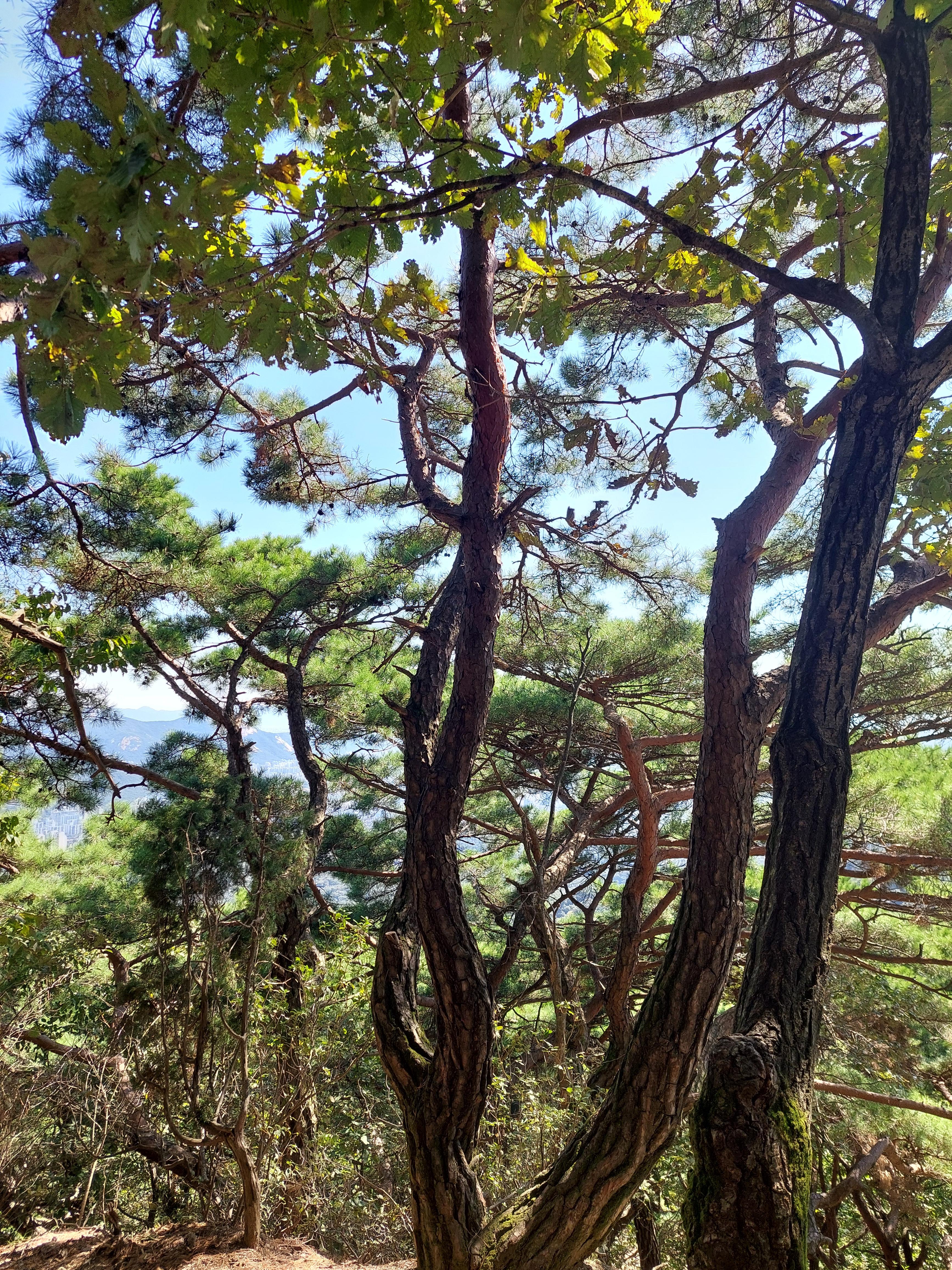 도봉산
