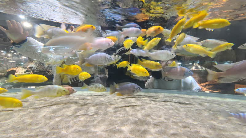 열대어 시클리드