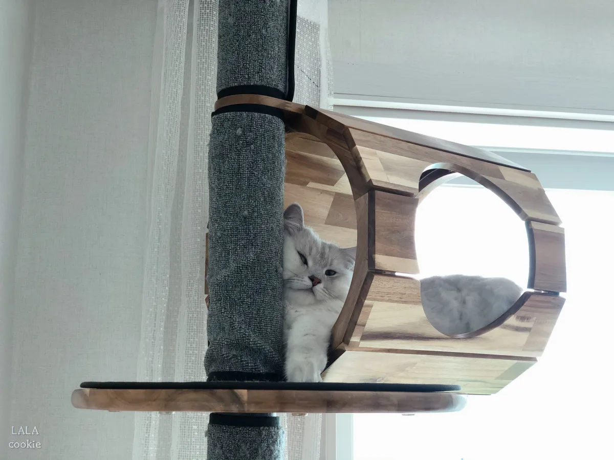 고양이-캣타워-추천-캣타워에서-자는-고양이
