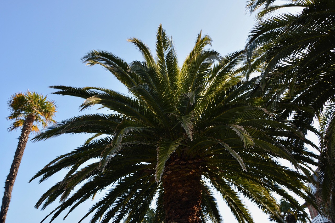 Palm