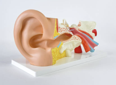 이명 치료방법 증상 원인 이명에 좋은 음식 알아보기(최신)