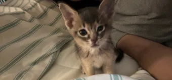 아비니시안 고양이 유전병_13