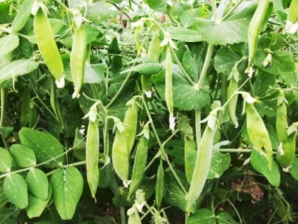 완두콩 재배 추위 견디기 지주 세우기 꼬투리 수확_3