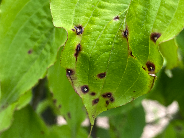 산수유 두창병