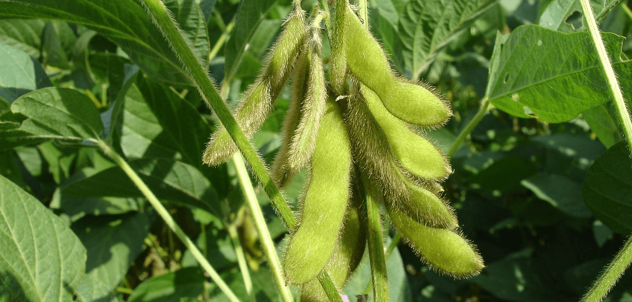 칼륨이 많은 음식 사진 - 12