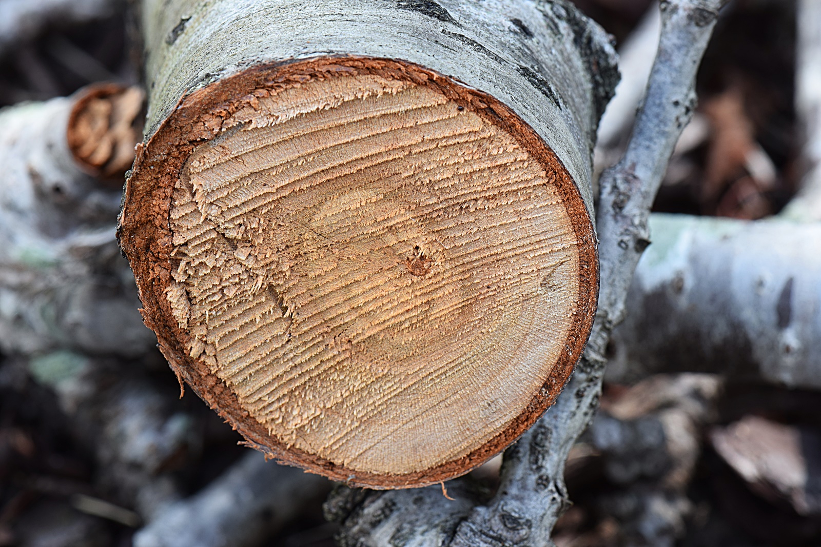 타트체리 나이테