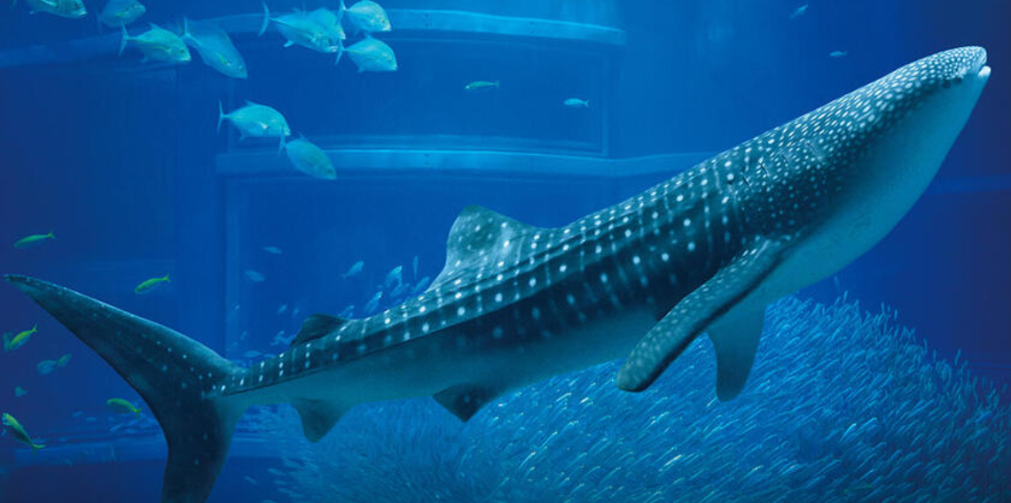 가이유칸 수족관