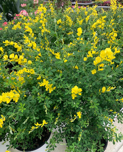 노랑꽃-애니시다