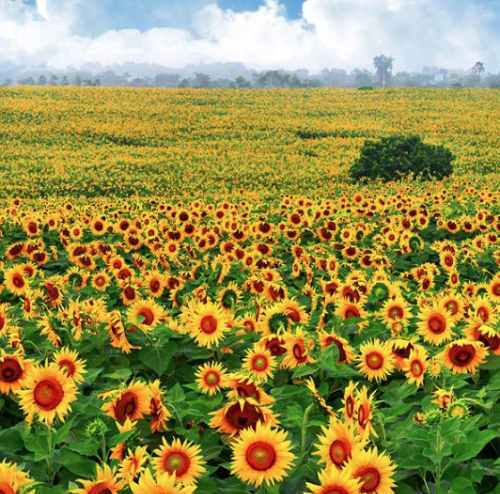 국내 여름 휴가지