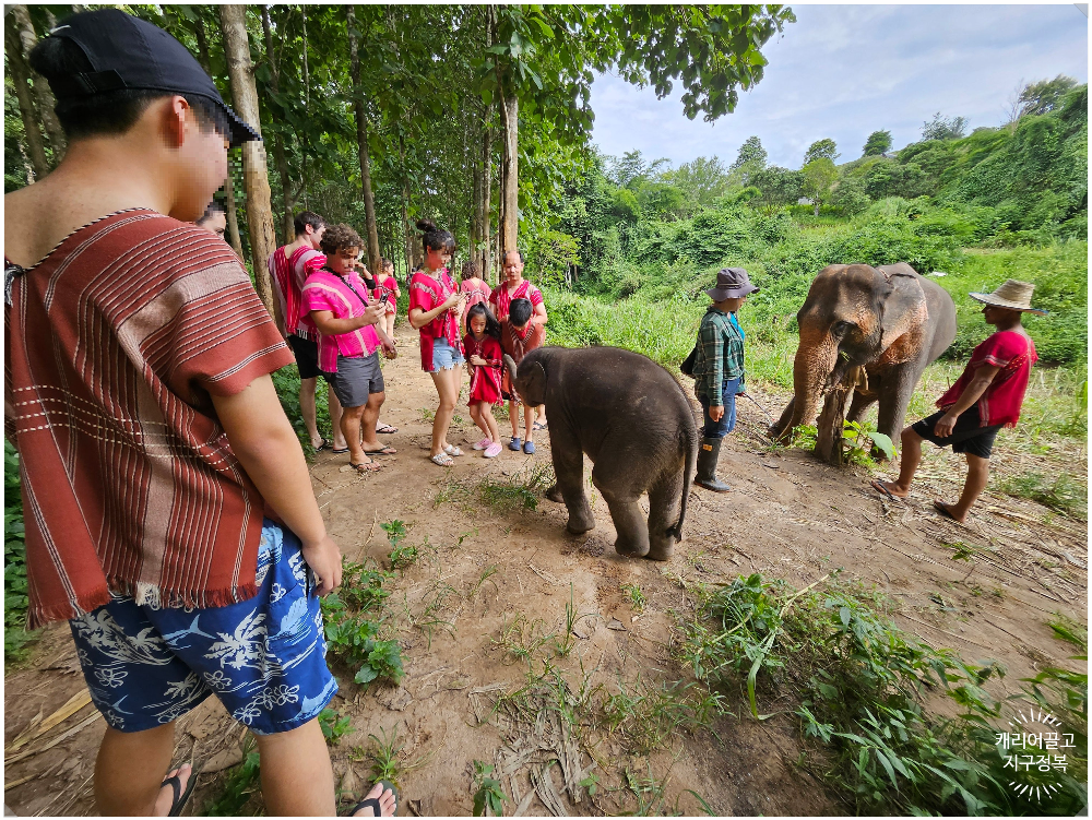 치앙마이 코끼리 보호구역