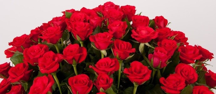 성년의 날 장미 선물 관련 사진