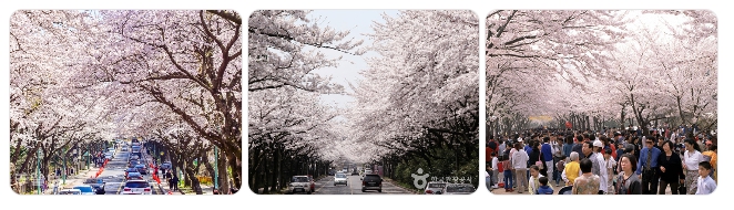 제주대학교 캠퍼스 벚꽃