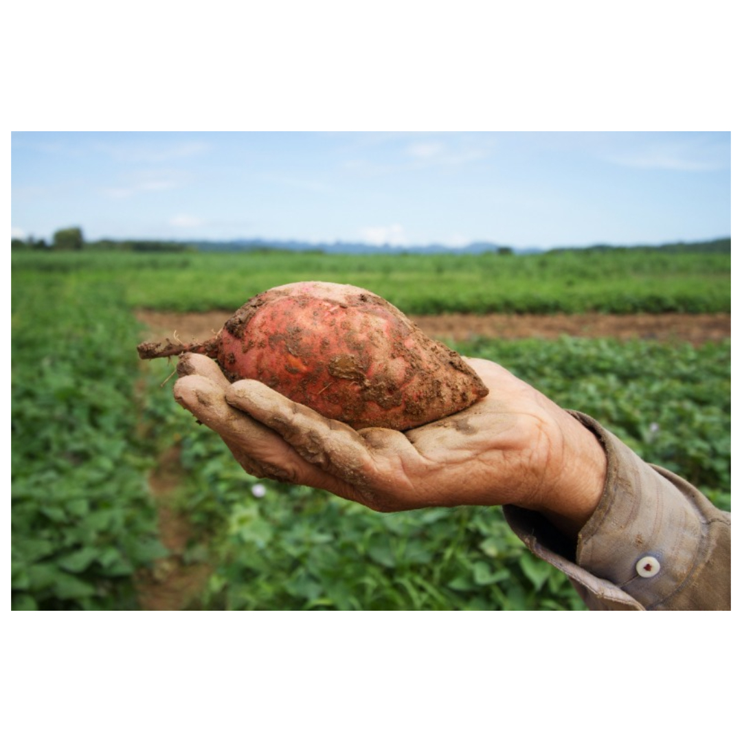 우엉차와 관련된 사진입니다.