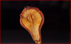 말린 과일의 매력과 영양소