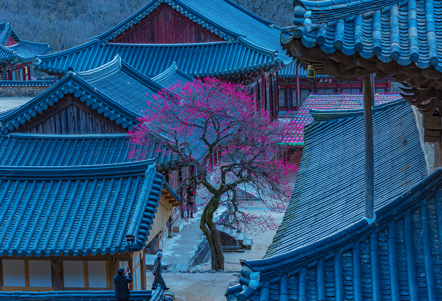 화엄사 화엄매2