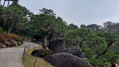 단풍명소_화담숲_소나무정원