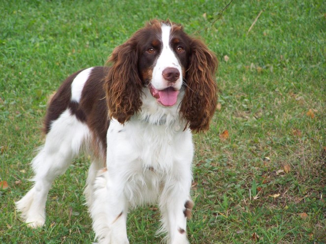 잉글리시 스프링거 스파니엘