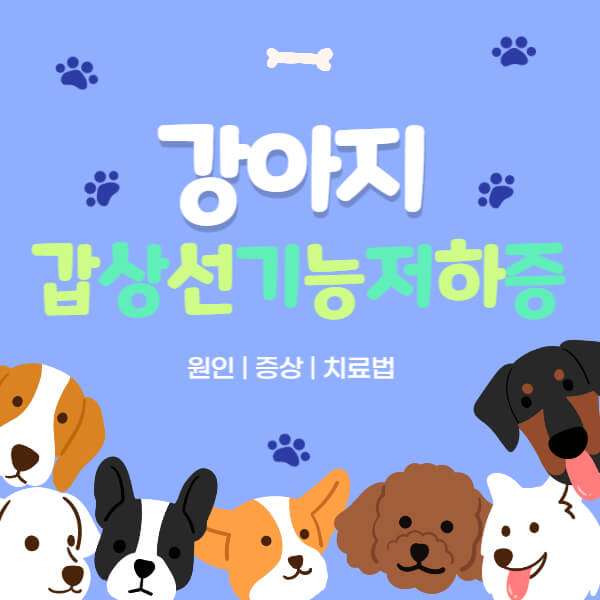 강아지_갑상선기능저하증_썸네일