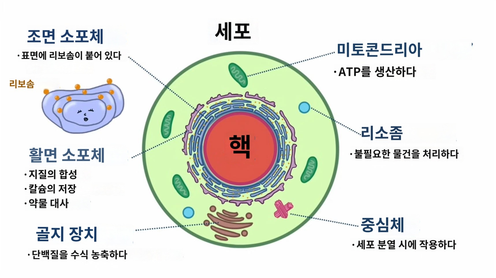 세포의 구조와 그 작용