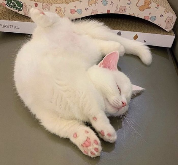 트위스트로 자는 고양이 사진