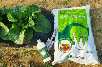 김장배추 웃거름비료 주는시기와 방법을 안내_26