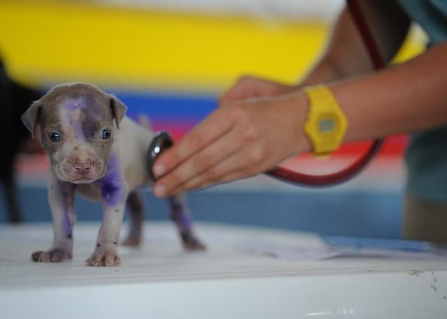 canine atopic dermatitis
